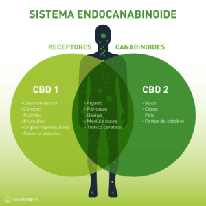 sistema endocanabinoide