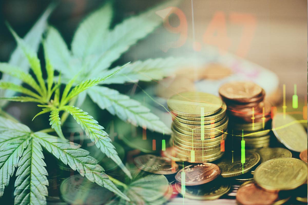 Como investir em cannabis