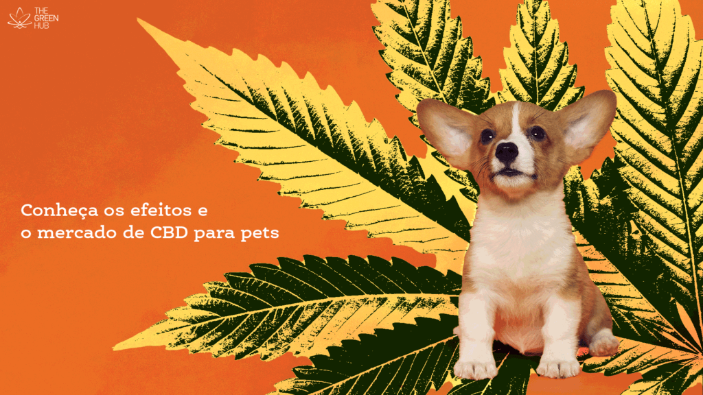 Conheça os efeitos e o mercado do CBD para pets